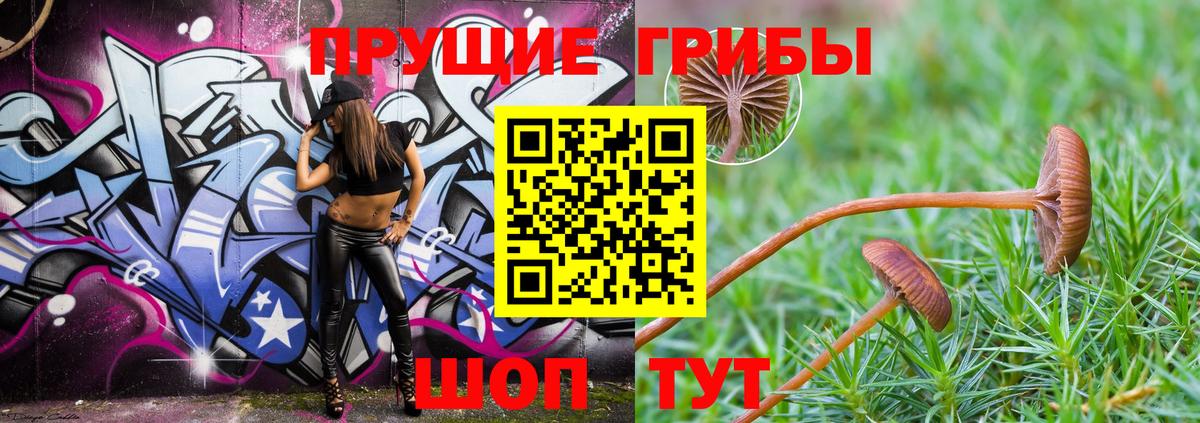 Гусиноозёрск  Псилоцибиновые грибы Psilocybe  Вход с VPN 